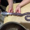 кровяная