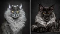 maine-coon-chat-etats-unis-robert-sijka-une.jpg