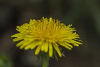 _P4B8557.jpg