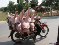 1207762455_001_pigs.jpg