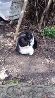 IMG-20200329-WA0009.jpeg