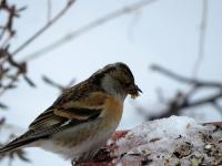 IMG_8788.jpg