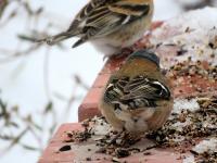 IMG_8786.jpg