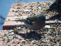 IMG_8862.jpg