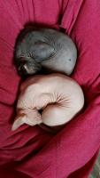 tmp_19958-IMG-20160522-WA0001-1689149248.jpg