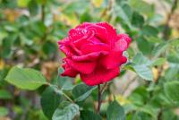 _H8A2812 (Copy).jpg