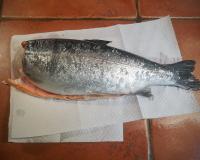 Forel_Turcia_1.jpg