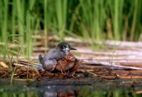 Черная_крачка_filtered_2.jpg