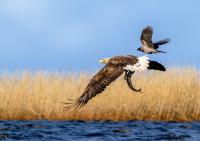 IMG_2991_OrlanBelohvost.jpg