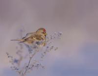 IMG_4070_2.jpg