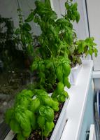 Bazilik_Balkon_1_2025.jpg