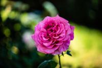 _H8A2824 (Copy).jpg