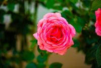 _H8A2823 (Copy).jpg