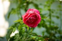 _H8A2828 (Copy).jpg