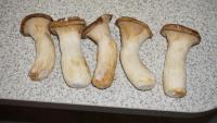 DSC00546.JPG