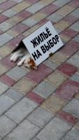 жильё на выбор_.jpg