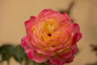 _H8A0654.jpg