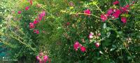 IMG_20220710_103006.jpg