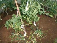 DSCN11211.JPG