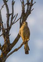 IMG_9181_Pustelga.jpg