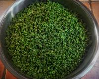 Ivan_Tea_2026_2.jpg