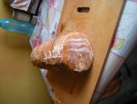 DSCN9282.JPG