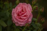 _H8A0681.jpg