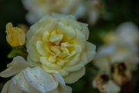 _H8A0662.jpg