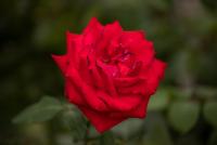 _H8A0678.jpg