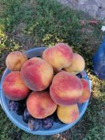 IMG_20200730_181010.jpg