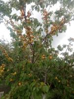 IMG_20200718_150158.jpg