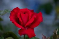 _H8A2455 (Copy).jpg