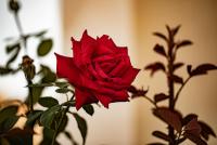 _H8A2836 (Copy).jpg