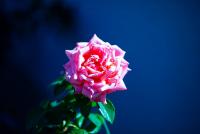 _H8A2835 (Copy).jpg