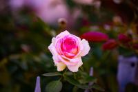 _H8A2838 (Copy).jpg