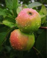 Apple_2026_St.jpg