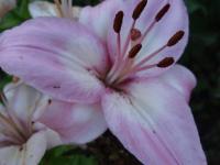 DSC02419.JPG