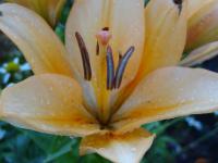 DSC02247.JPG