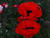 DSC02075.JPG