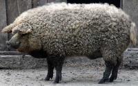 Mangalitsa-pigs-6.jpg