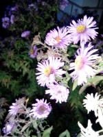 IMG_20181102_171646.jpg