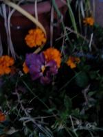 IMG_20181102_171034.jpg