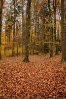 _H8A0986 (Copy).jpg