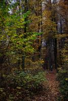 _H8A0916 (Copy).jpg