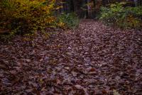 _H8A0920 (Copy).jpg