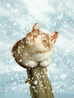 котэ.gif
