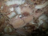 image (6).jpeg