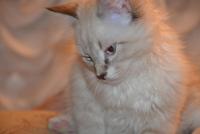DSC_1092.JPG