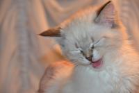 DSC_1093.JPG