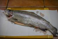 Forel_Karelia_2023.jpg